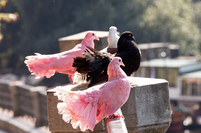 仅点燃了球 仅点燃了球