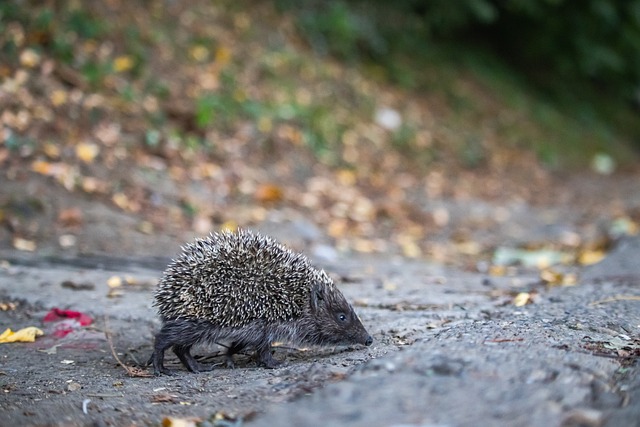 迫使对手进 迫使对手进
